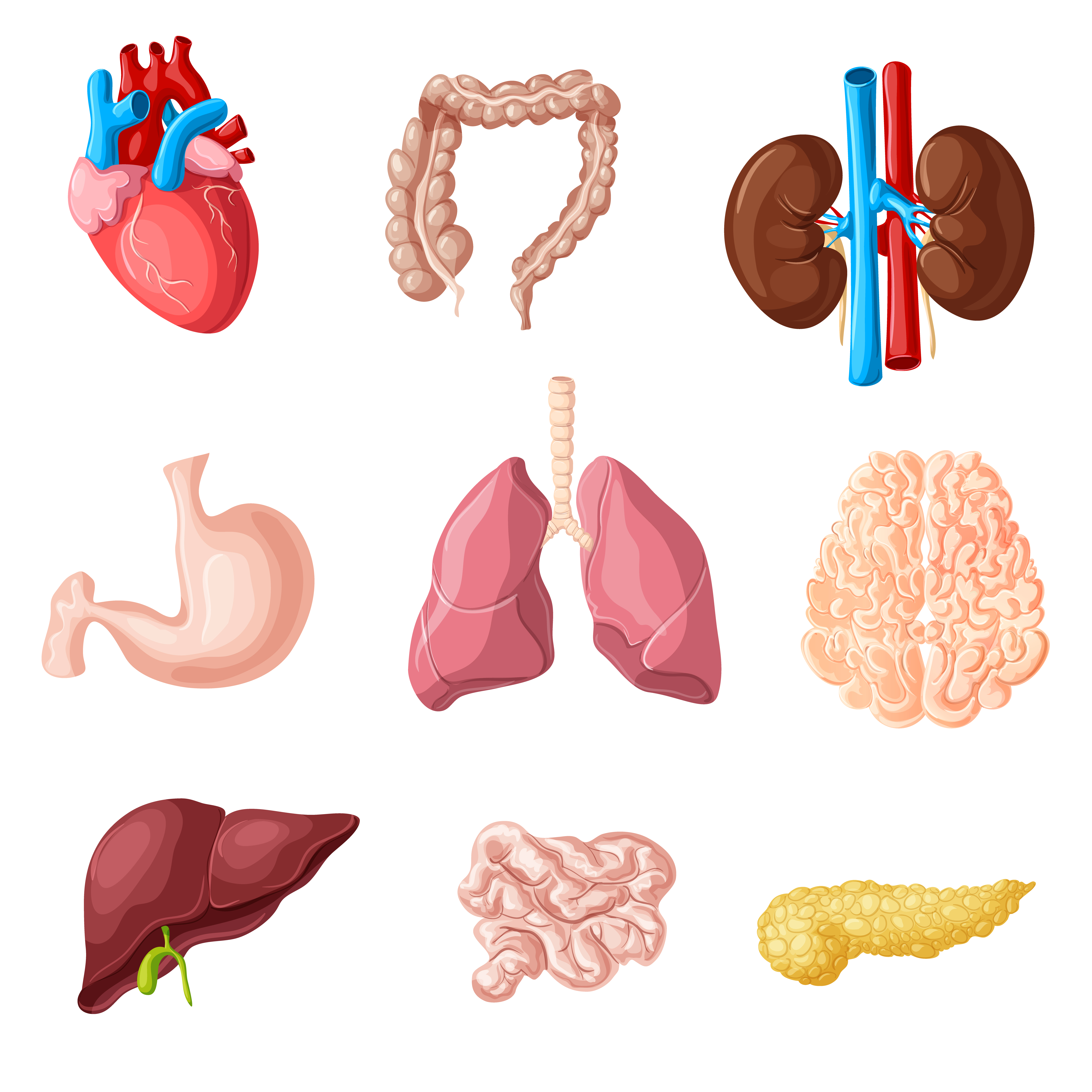 Cartoon human internal organs set with heart intestines kidneys stomach lungs brain liver pancreas isolated vector illustration